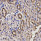 BGP antibody, abx005221, Abbexa, Western Blot image 