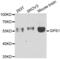 G Protein Pathway Suppressor 1 antibody, LS-C346140, Lifespan Biosciences, Western Blot image 