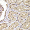 Ribosomal Protein S5 antibody, LS-C346164, Lifespan Biosciences, Immunohistochemistry paraffin image 