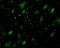 MTOR Associated Protein, LST8 Homolog antibody, 3495, ProSci Inc, Immunofluorescence image 