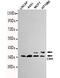 CRK Proto-Oncogene, Adaptor Protein antibody, MBS475099, MyBioSource, Western Blot image 