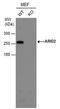 AT-Rich Interaction Domain 2 antibody, MA5-27862, Invitrogen Antibodies, Western Blot image 