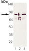Heat shock protein HSP 90-alpha antibody, ADI-SPA-840HRP-F, Enzo Life Sciences, Western Blot image 