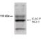 Collagen Type XXV Alpha 1 Chain antibody, NB300-249, Novus Biologicals, Western Blot image 