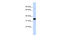 Mitochondrial Rho GTPase 1 antibody, 26-012, ProSci, Western Blot image 