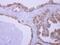 UBA Domain Containing 1 antibody, PA5-31698, Invitrogen Antibodies, Immunohistochemistry frozen image 