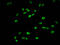 Histone Cluster 1 H1 Family Member E antibody, LS-C670374, Lifespan Biosciences, Immunofluorescence image 