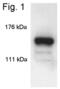 Paired amphipathic helix protein Sin3a antibody, PA1-870, Invitrogen Antibodies, Western Blot image 