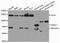 Protein Kinase CGMP-Dependent 1 antibody, orb136150, Biorbyt, Western Blot image 