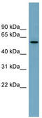NHS Like 1 antibody, TA344865, Origene, Western Blot image 