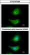 Dual specificity mitogen-activated protein kinase kinase 3 antibody, GTX107529, GeneTex, Immunofluorescence image 