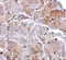MAPK Associated Protein 1 antibody, 4077, ProSci, Immunohistochemistry paraffin image 