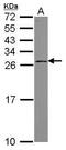 GINS Complex Subunit 3 antibody, PA5-31501, Invitrogen Antibodies, Western Blot image 