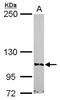 Bromodomain Containing 1 antibody, NBP2-15611, Novus Biologicals, Western Blot image 
