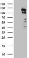 Protein Kinase N3 antibody, TA810388, Origene, Western Blot image 
