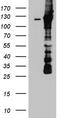 Drebrin 1 antibody, LS-C796264, Lifespan Biosciences, Western Blot image 