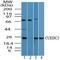 CUE Domain Containing 2 antibody, PA5-23265, Invitrogen Antibodies, Western Blot image 