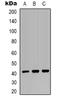 Mitochondrial Ribosomal Protein S22 antibody, LS-C368759, Lifespan Biosciences, Western Blot image 