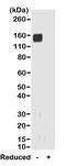 Rabbit IgG Fab antibody, SA5-10225, Invitrogen Antibodies, Western Blot image 