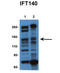 Intraflagellar transport protein 140 homolog antibody, TA341669, Origene, Western Blot image 