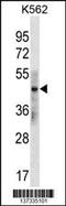 Keratin 33B antibody, 60-024, ProSci, Western Blot image 