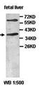 Arylacetamide Deacetylase antibody, orb77628, Biorbyt, Western Blot image 