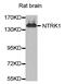 Neurotrophic Receptor Tyrosine Kinase 1 antibody, abx123446, Abbexa, Western Blot image 