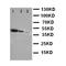 Breast Carcinoma Amplified Sequence 4 antibody, orb319000, Biorbyt, Western Blot image 