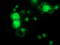 Mitogen-Activated Protein Kinase 7 antibody, TA502202, Origene, Immunofluorescence image 
