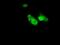 Annexin A1 antibody, NBP2-02357, Novus Biologicals, Immunofluorescence image 