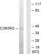 Cyclin-dependent kinase 5 activator 2 antibody, LS-C119014, Lifespan Biosciences, Western Blot image 