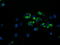 RAB6-interacting golgin antibody, LS-C174132, Lifespan Biosciences, Immunofluorescence image 