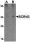 Secernin 3 antibody, orb94559, Biorbyt, Western Blot image 