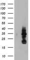 MIF4G domain-containing protein antibody, CF504558, Origene, Western Blot image 