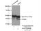 Paraoxonase 2 antibody, 14379-1-AP, Proteintech Group, Immunoprecipitation image 