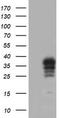 Retinaldehyde Binding Protein 1 antibody, TA503186S, Origene, Western Blot image 