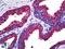 Atrial natriuretic peptide receptor 2 antibody, LS-B5482, Lifespan Biosciences, Immunohistochemistry paraffin image 