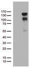 Progesterone Receptor antibody, TA802707AM, Origene, Western Blot image 
