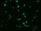 Homeobox protein SIX6 antibody, 204839-T02, Sino Biological, Immunohistochemistry frozen image 
