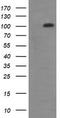 DExD/H-Box Helicase 58 antibody, TA506141S, Origene, Western Blot image 