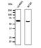 CHM Rab Escort Protein antibody, orb153343, Biorbyt, Western Blot image 