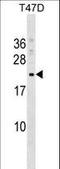 COMM domain-containing protein 9 antibody, LS-C159391, Lifespan Biosciences, Western Blot image 