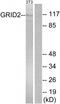 Glutamate Ionotropic Receptor Delta Type Subunit 2 antibody, TA313969, Origene, Western Blot image 