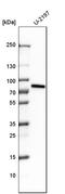 Acyl-CoA Binding Domain Containing 3 antibody, HPA015594, Atlas Antibodies, Western Blot image 