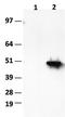 Isocitrate Dehydrogenase (NADP(+)) 1, Cytosolic antibody, TA400008, Origene, Western Blot image 