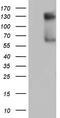 GLI Family Zinc Finger 1 antibody, TA803832S, Origene, Western Blot image 
