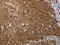 Peroxisomal multifunctional enzyme type 2 antibody, CSB-PA287281, Cusabio, Immunohistochemistry frozen image 