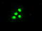 E3 ubiquitin-protein ligase TRIM33 antibody, TA500118, Origene, Immunofluorescence image 