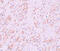 VENT Homeobox antibody, 5863, ProSci, Immunohistochemistry frozen image 
