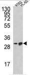 BCL2 Like 11 antibody, AP17900PU-N, Origene, Western Blot image 